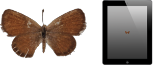 smallestButterflyInNorthAmerica_ICON